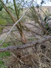 Gnorimoschema baccharisella