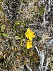 Ranunculus gunnianus