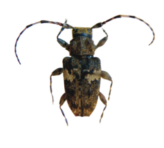 Aegomorphus quadrigibbus