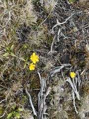 Ranunculus gunnianus