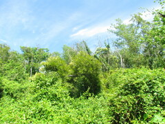 Pouteria salicifolia