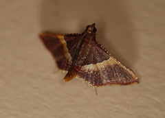 Endotricha mesenterialis