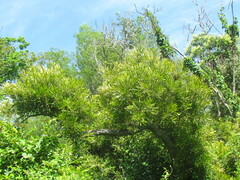 Pouteria salicifolia