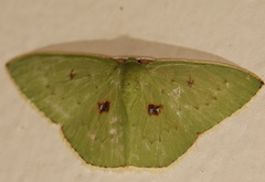 Comostola leucomerata