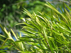 Pouteria salicifolia