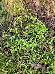 Callitriche palustris