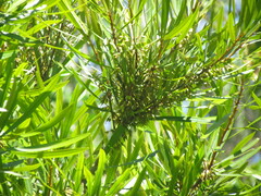 Pouteria salicifolia