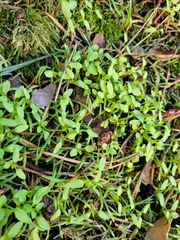 Callitriche palustris