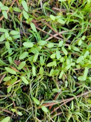 Callitriche palustris