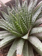Aristaloe