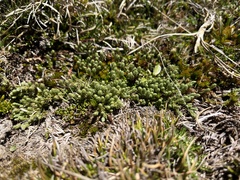 Kelleria dieffenbachii