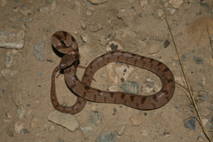 Telescopus fallax iberus