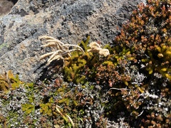 Austrolycopodium fastigiatum