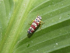Agrosoma placetis