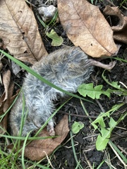 Rattus rattus