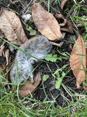 Rattus rattus