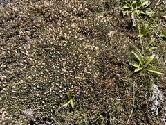 Montitega dealbata
