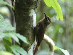 Dendrocincla fuliginosa