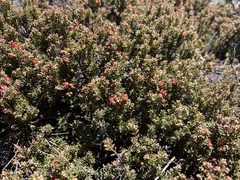 Acrothamnus montanus