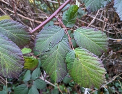 Rubus bifrons