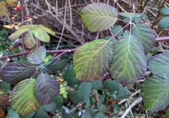 Rubus bifrons