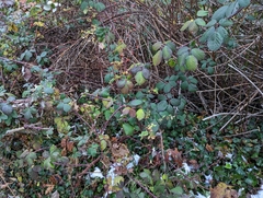 Rubus bifrons