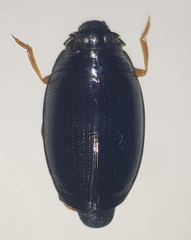 Gyrinus substriatus