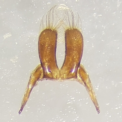 Gyrinus substriatus