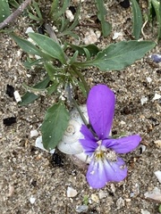 Viola tricolor