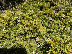 Podocarpus lawrencei