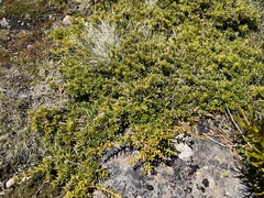 Podocarpus lawrencei