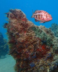 Serranus atricauda