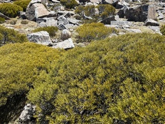 Orites acicularis