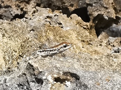 Cryptoblepharus novocaledonicus