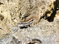 Cryptoblepharus novocaledonicus