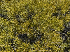 Orites acicularis