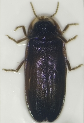 Lamprohiza splendidula