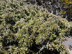 Coprosma nitida