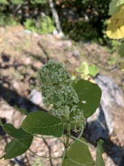 Euphorbia cotinifolia