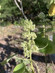 Euphorbia cotinifolia
