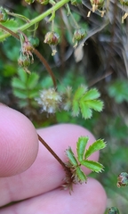 Acaena anserinifolia
