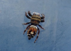 Phidippus phoenix