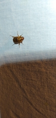 Cyclocephala