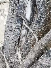 Cryptoblepharus novocaledonicus