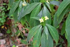 Barleria oenotheroides
