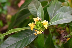 Barleria oenotheroides