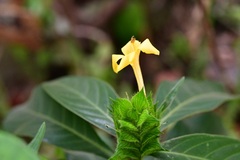 Barleria oenotheroides