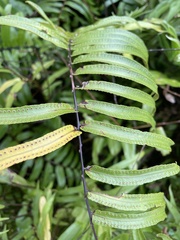 Nephrolepis biserrata