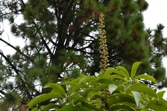 Oreopanax langlassei