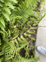 Nephrolepis biserrata